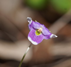 Viola eminens