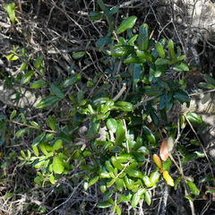 Quercus virginiana