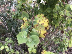 Wilsonomyces carpophilus