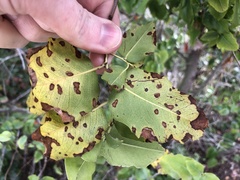 Wilsonomyces carpophilus
