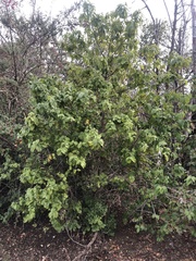 Wilsonomyces carpophilus