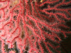 Melithaea zimmeri