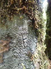 Psoromaria versicolor