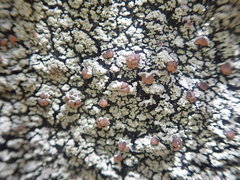 Psoromaria versicolor