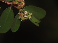 Euphorbia hypericifolia