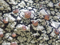 Psoromaria versicolor