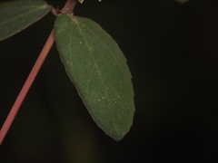 Euphorbia hypericifolia
