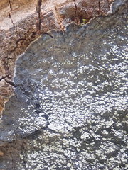 Psoromaria versicolor