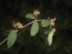 Euphorbia hypericifolia