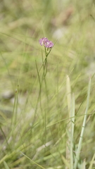 Polygala longicaulis