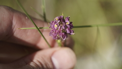 Polygala longicaulis