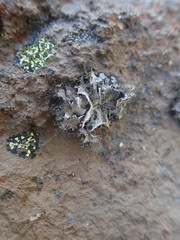 Umbilicaria cylindrica