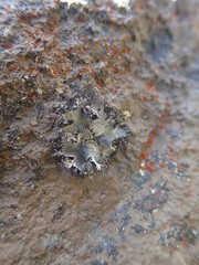 Umbilicaria cylindrica