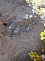 Umbilicaria cylindrica