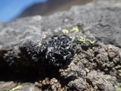Umbilicaria cylindrica