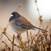 Juncos - Photo (c) Don McCrady, some rights reserved (CC BY-NC-ND)