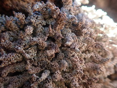 Stereocaulon vesuvianum