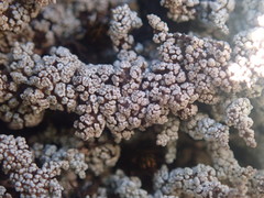 Stereocaulon vesuvianum