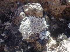 Stereocaulon vesuvianum