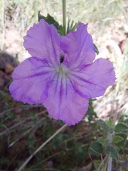 Dipteracanthus australasicus