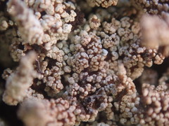 Stereocaulon vesuvianum