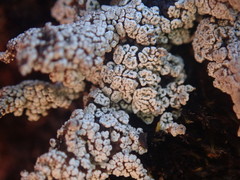 Stereocaulon vesuvianum