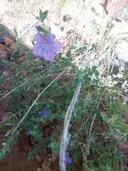Dipteracanthus australasicus