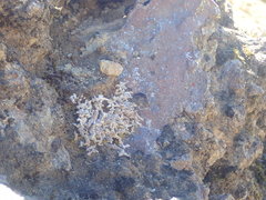 Stereocaulon vesuvianum