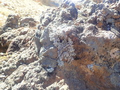 Stereocaulon vesuvianum