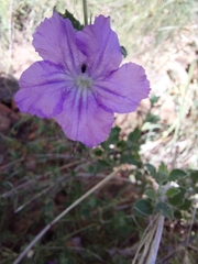 Dipteracanthus australasicus