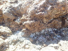 Stereocaulon vesuvianum