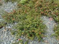 Gaultheria colensoi x Depressa novae-zealandiae