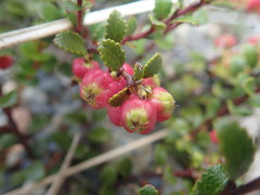 Gaultheria colensoi x Depressa novae-zealandiae