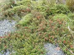 Gaultheria colensoi x Depressa novae-zealandiae
