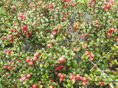 Gaultheria colensoi x Depressa novae-zealandiae