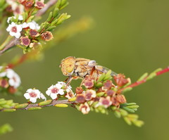 Eristalinus punctulatus