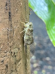 Chlorocysta suffusa