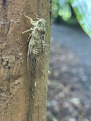 Chlorocysta suffusa