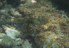 Halichoeres miniatus