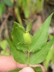Buckleya distichophylla
