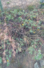 Lasiosiphon meisnerianus