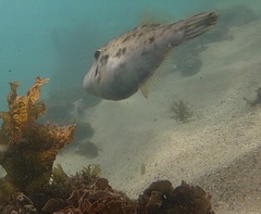 Scobinichthys