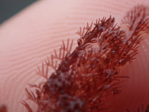 Dasyclonium incisum observed 2021-12-31