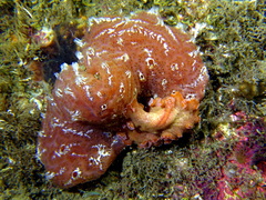 Aplidium nordmanni