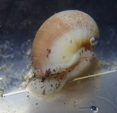 Cryptonatica aleutica