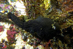 Phallusia fumigata