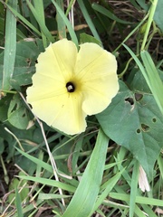 Ipomoea ochracea