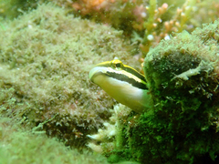 Petroscirtes fallax