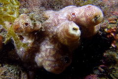 Polysyncraton lacazei