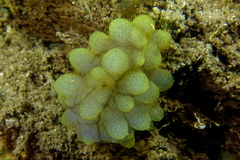 Phallusia mammillata